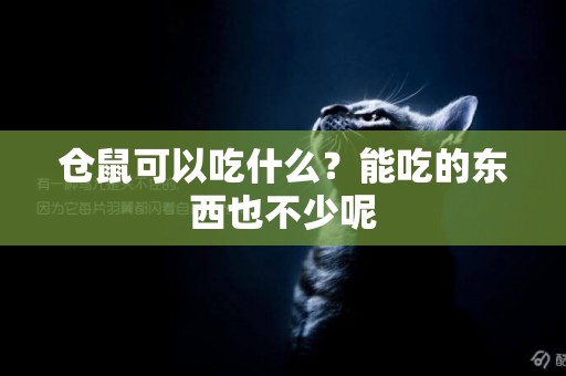 倉鼠可以吃什么？能吃的東西也不少呢