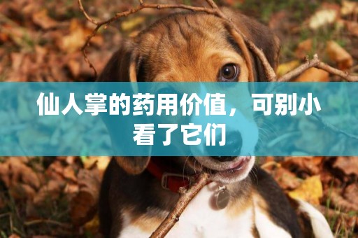 仙人掌的藥用價值，可別小看了它們