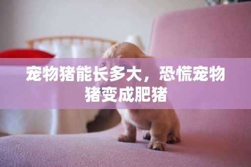 寵物豬能長多大，恐慌寵物豬變成肥豬