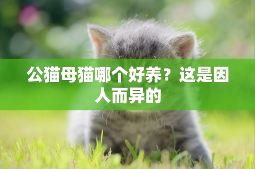 公貓母貓哪個好養？這是因人而異的