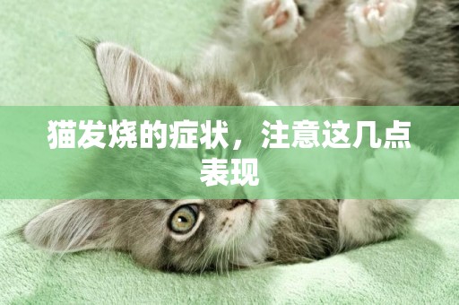 貓發燒的癥狀，注意這幾點表現