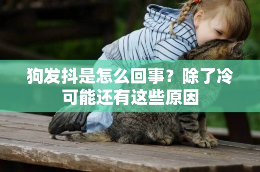 狗發抖是怎么回事？除了冷可能還有這些原因