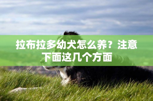 拉布拉多幼犬怎么養？注意下面這幾個方面