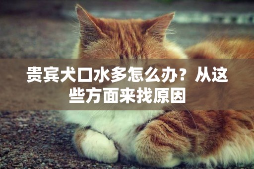 貴賓犬口水多怎么辦？從這些方面來找原因