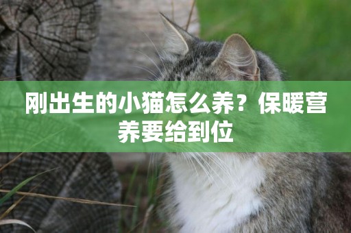 剛出生的小貓怎么養？保暖營養要給到位