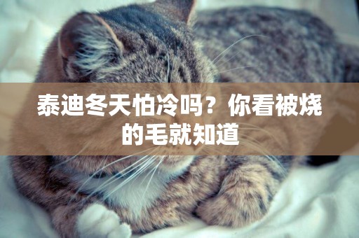 泰迪冬天怕冷嗎？你看被燒的毛就知道