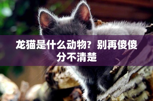龍貓是什么動物?  別再傻傻分不清楚