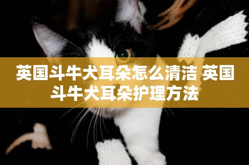 英國斗牛犬耳朵怎么清潔 英國斗牛犬耳朵護理方法