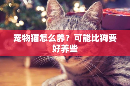 寵物貓怎么養？可能比狗要好養些