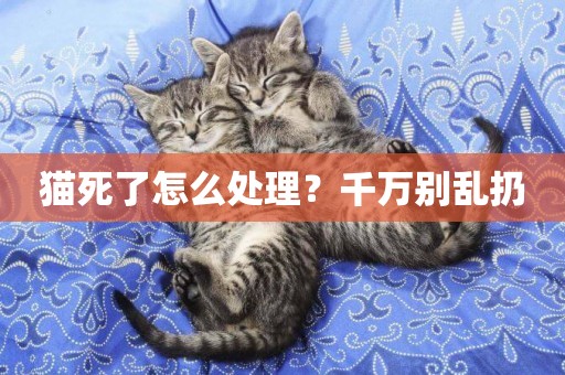 貓死了怎么處理？千萬別亂扔