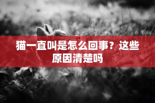 貓一直叫是怎么回事？這些原因清楚嗎