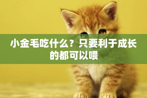 小金毛吃什么？只要利于成長的都可以喂
