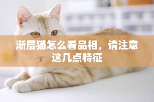 漸層貓怎么看品相，請注意這幾點特征