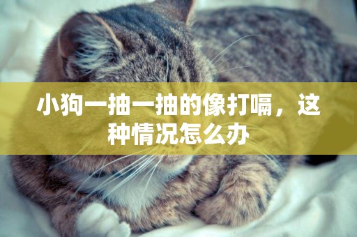 小狗一抽一抽的像打嗝，這種情況怎么辦