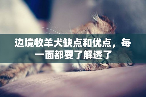 邊境牧羊犬缺點和優點，每一面都要了解透了