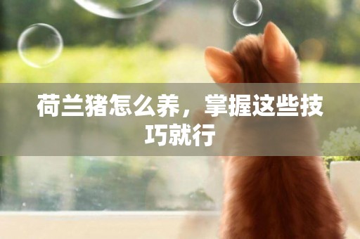 荷蘭豬怎么養，掌握這些技巧就行