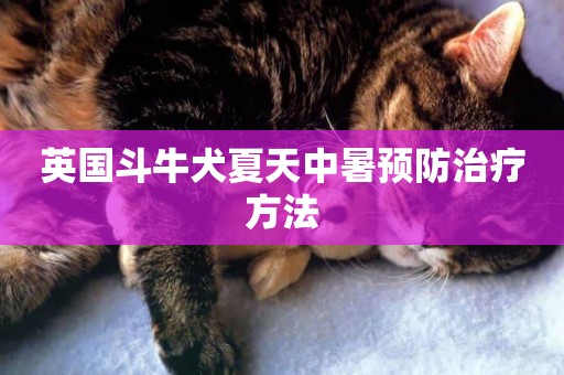英國斗牛犬夏天中暑預防治療方法