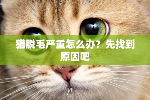 貓脫毛嚴重怎么辦？先找到原因吧