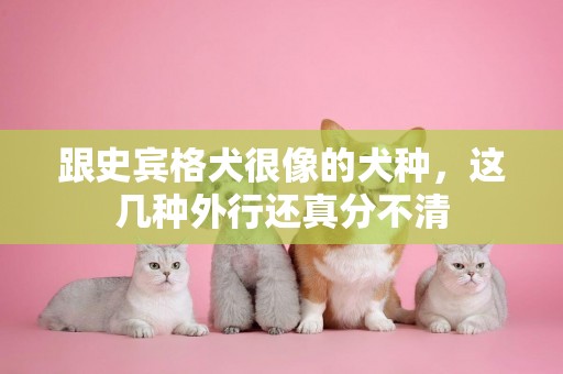 跟史賓格犬很像的犬種，這幾種外行還真分不清