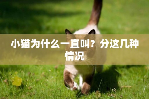 小貓為什么一直叫？分這幾種情況
