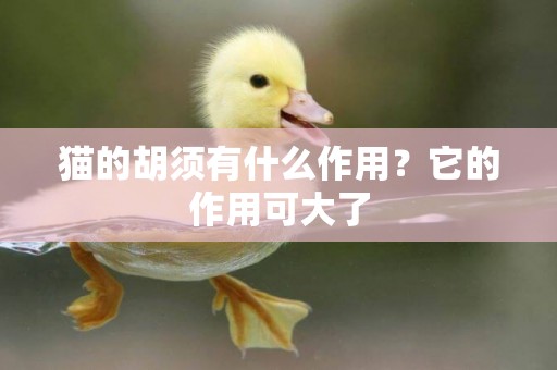 貓的胡須有什么作用？它的作用可大了