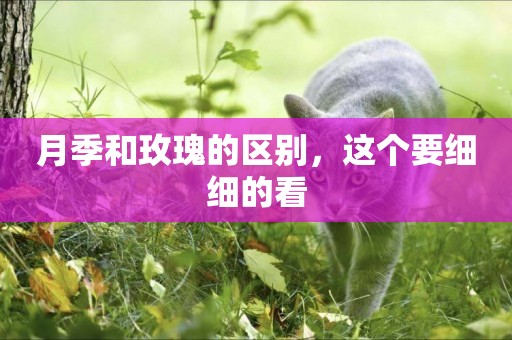 月季和玫瑰的區別，這個要細細的看
