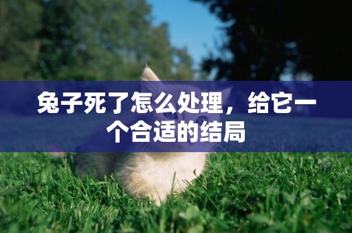 兔子死了怎么處理，給它一個合適的結局