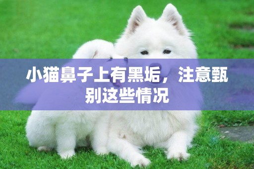 小貓鼻子上有黑垢，注意甄別這些情況