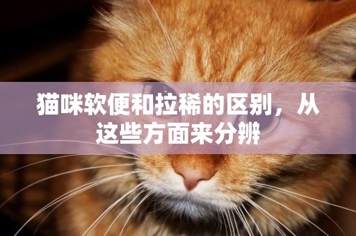 貓咪軟便和拉稀的區別，從這些方面來分辨