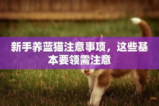 新手養藍貓注意事項，這些基本要領需注意