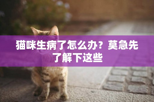 貓咪生病了怎么辦？莫急先了解下這些