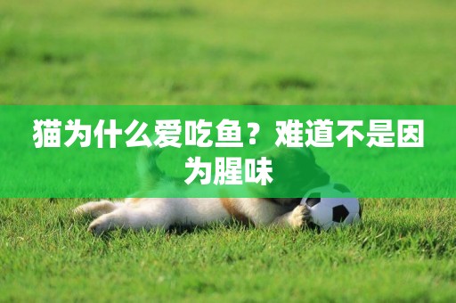 貓為什么愛吃魚？難道不是因為腥味