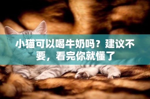 小貓可以喝牛奶嗎？建議不要，看完你就懂了