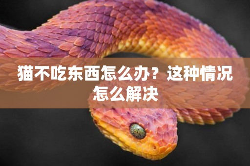 貓不吃東西怎么辦？這種情況怎么解決