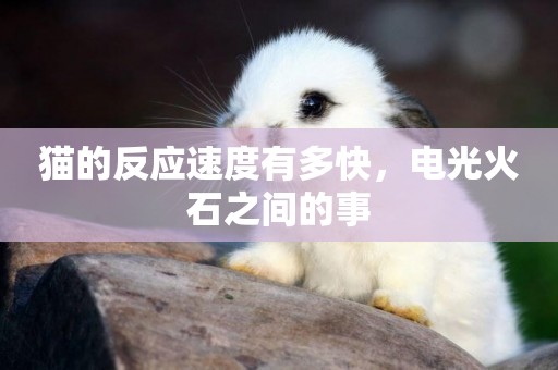 貓的反應速度有多快，電光火石之間的事
