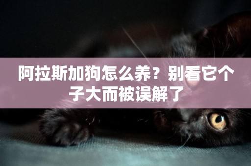阿拉斯加狗怎么養？別看它個子大而被誤解了