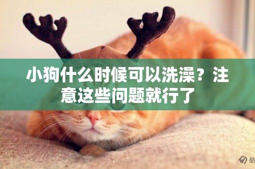 小狗什么時候可以洗澡？注意這些問題就行了