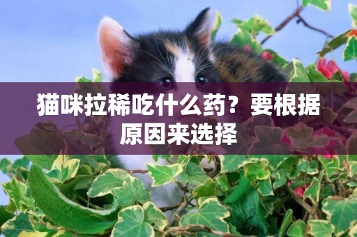 貓咪拉稀吃什么藥？要根據原因來選擇