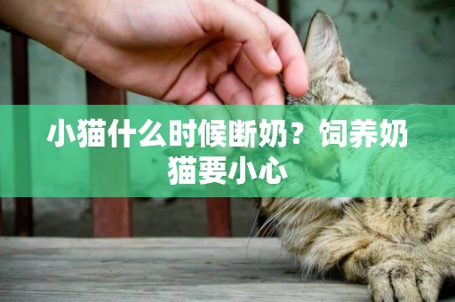 小貓什么時候斷奶？飼養奶貓要小心
