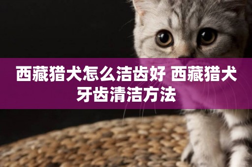 西藏獵犬怎么潔齒好 西藏獵犬牙齒清潔方法