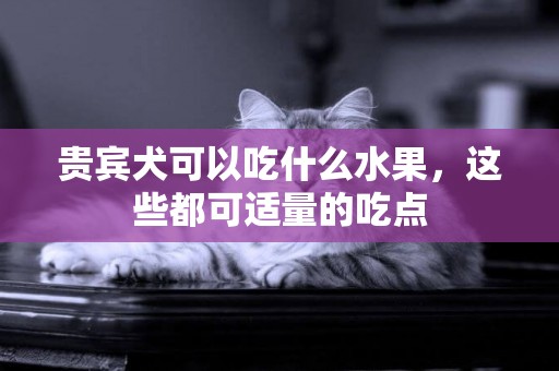貴賓犬可以吃什么水果，這些都可適量的吃點
