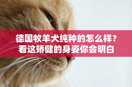 德國牧羊犬純種的怎么樣？看這矯健的身姿你會明白