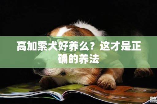 高加索犬好養么？這才是正確的養法