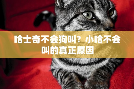 哈士奇不會狗叫？小哈不會叫的真正原因