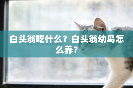 白頭翁吃什么？白頭翁幼鳥怎么養？