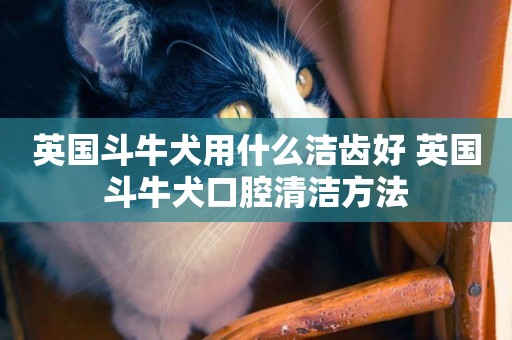 英國斗牛犬用什么潔齒好 英國斗牛犬口腔清潔方法
