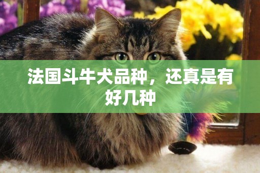 法國斗牛犬品種，還真是有好幾種