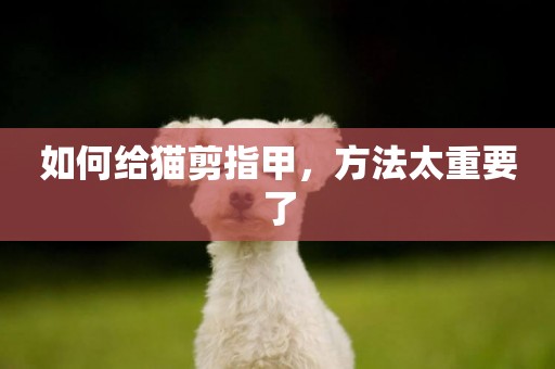 如何給貓剪指甲，方法太重要了