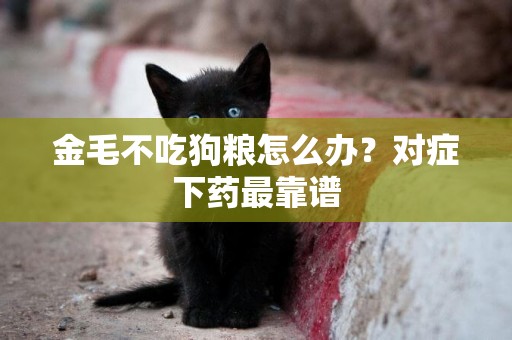 金毛不吃狗糧怎么辦？對癥下藥最靠譜