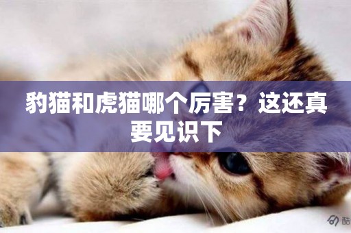 豹貓和虎貓哪個厲害？這還真要見識下